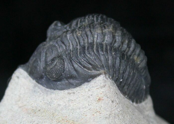 Nice Pseudocryphaeus (Cryphina) Trilobite - #20406